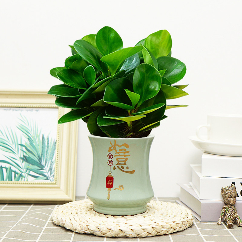 碧玉豆瓣绿中式陶瓷盆绿植花卉室内美观净化空气办公桌客厅小盆栽