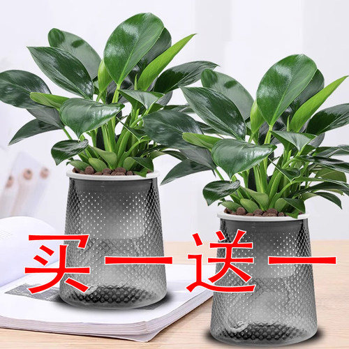 金钻绿公主室内四季常青好养活