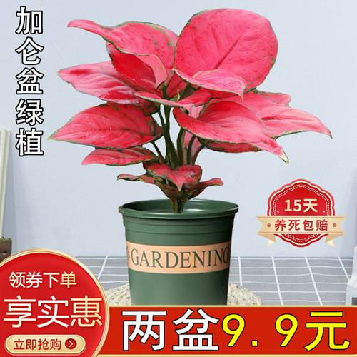 绿萝室内客厅办公四季常青好养