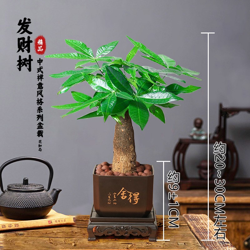 盆栽室内植物净化空气