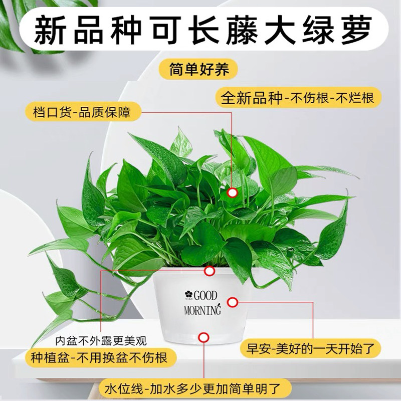 绿萝盆栽花卉室内盆景绿箩长藤大叶花卉绿植物四季常绿吸水盆垂吊