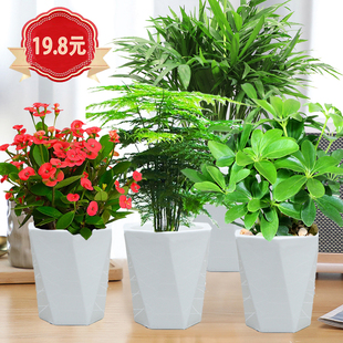 绿萝发财树吉利红文竹盆栽懒人吸水盆植物简约花盆虎皮兰