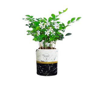 九里香盆栽绿植花卉好养室内阳台花苞植物花苗浓香美观驱蚊百里香