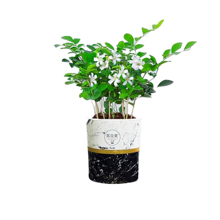 九里香盆栽绿植花卉好养室内阳台花苞植物花苗浓香美观驱蚊百里香