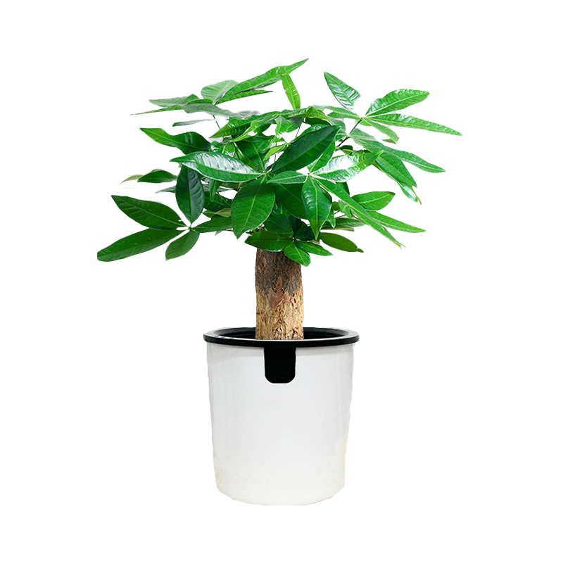 发财树单杆多杆盆栽绿植室内客厅净化空气四季常青耐旱懒人自吸盆