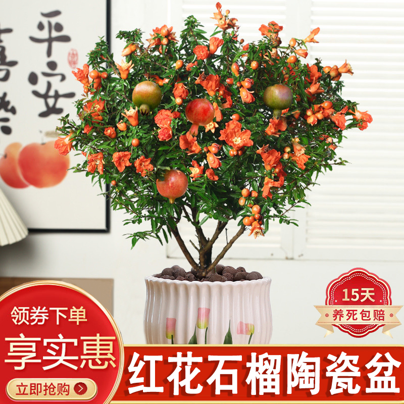 石榴花盆栽室内庭院季开花好养