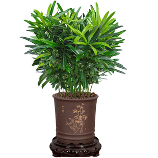 罗汉松室内盆栽绿植办公好养易活耐旱耐寒四季常青净化空气植物