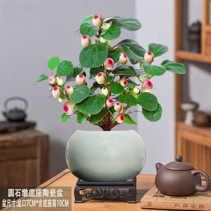 小盼菩提室内绿植花卉菩提树中式禅意桌面摆件饰物好养绿植盆景