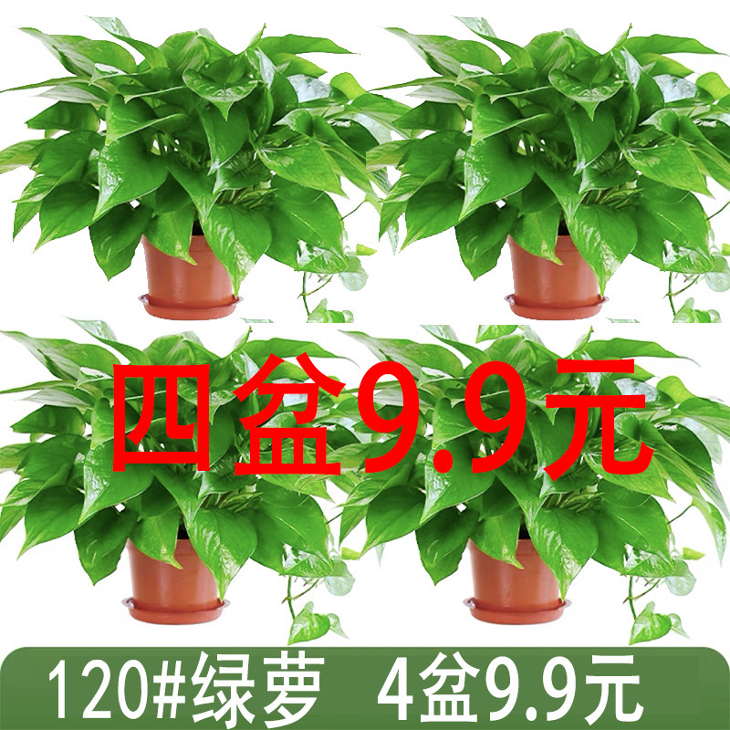 绿萝盆栽室内绿植花卉四季常绿长藤植物绿植花卉大苗