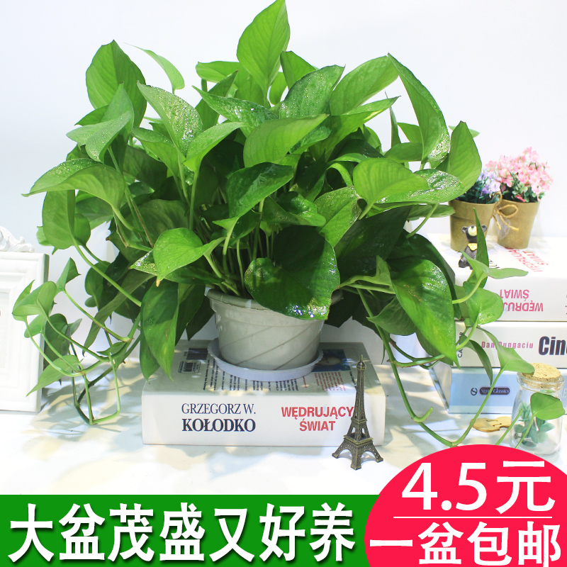 綠蘿盆栽辦公室內花卉綠植物長藤大葉盆四季常綠水培土養客廳綠籮