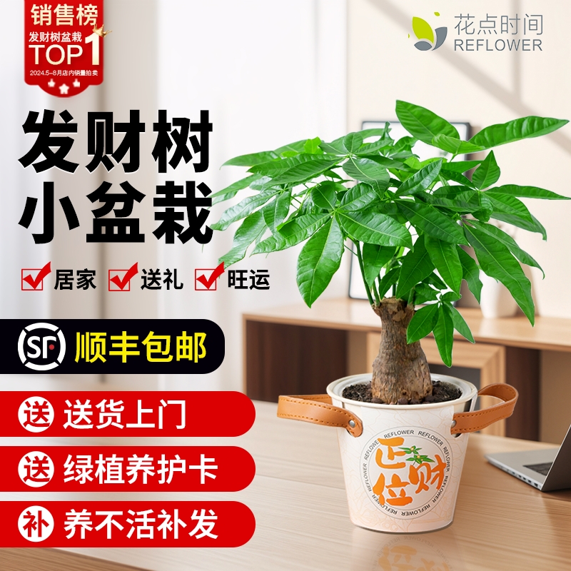 花点时间发财树盆栽室内
