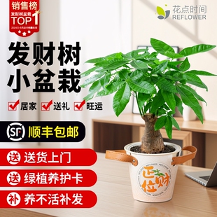 聚花点时间发财树盆栽室内绿萝绿植办公室桌面花卉礼物植物划算