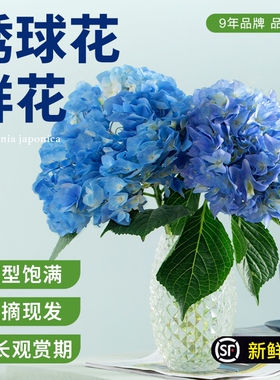 花点时间云南鲜花绣球花鲜花水培云南直发切花基地无尽夏室内插花