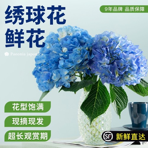 花点时间云南鲜花绣球花鲜花水培云南直发切花基地无尽夏室内插花