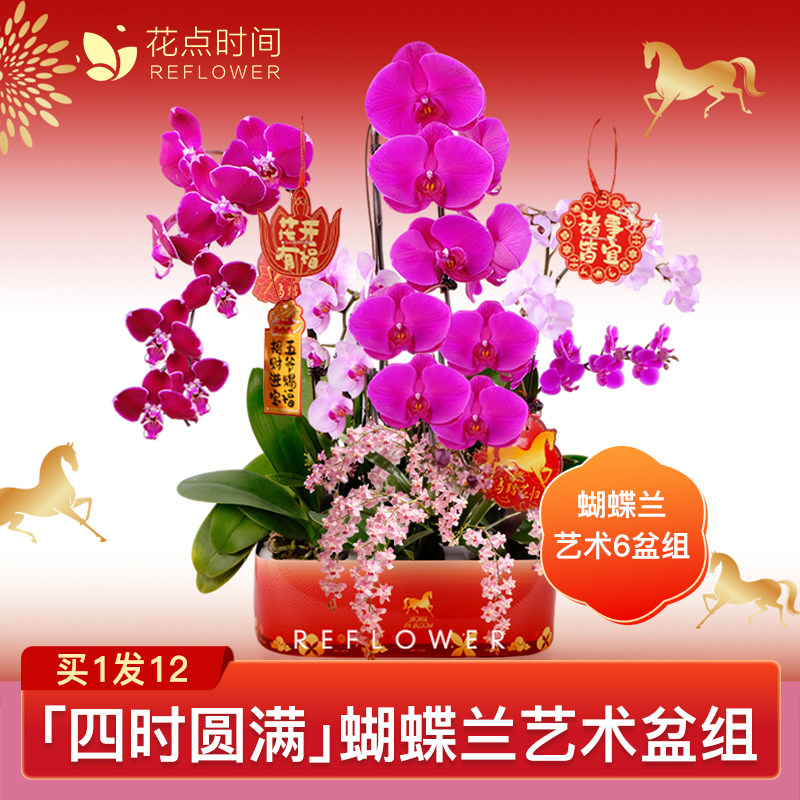 客厅室内蝴蝶兰盆栽带花苞带花剑四季开花兰花大苗桌面花好养易活,鲜花速递/花卉仿真/绿植园艺,国兰/杂交兰/洋兰类,淘宝优惠券,粉丝福利购,淘宝优惠卷