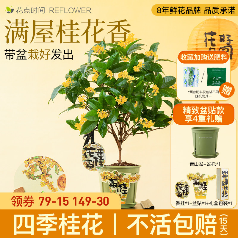 【桂花季】花点时间四季桂盆栽阳台庭院浓香型花卉植物树苗绿植属于什么档次？