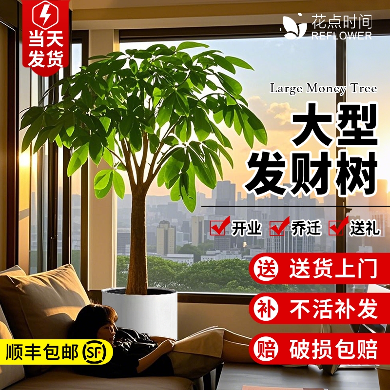 室内花卉客厅大型植物好养招财