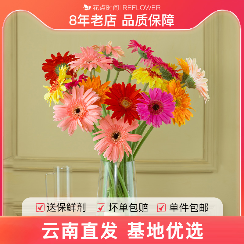 花点时间非洲菊鲜花云南基地直发卷边非洲菊鲜花水养家用办公花束