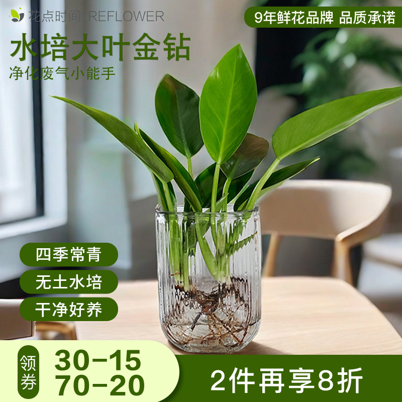 花点时间大叶金钻水培绿植龟背竹叶办公室室内好养干净植物ins风
