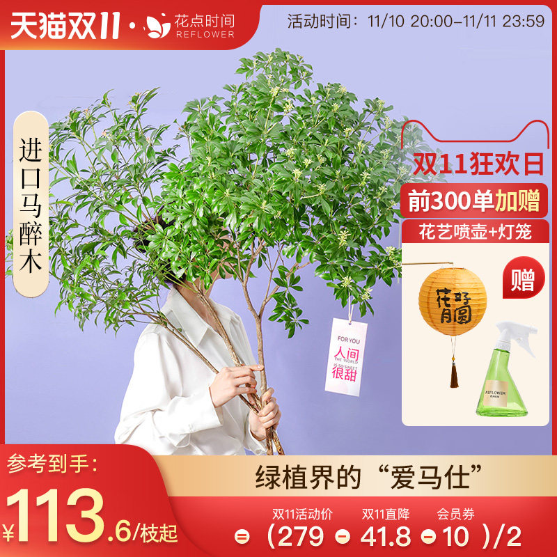 花点时间马醉木鲜切枝条网红清新绿植进口小森林水培高级森系感高性价比高么？