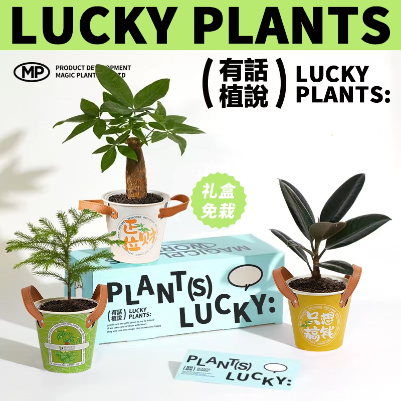 桌面盆栽绿萝+发财树铁制盆设计