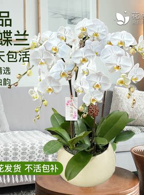 大盆蝴蝶兰盆栽送礼推荐