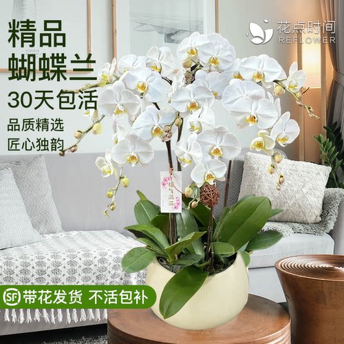 大盆蝴蝶兰盆栽送礼推荐