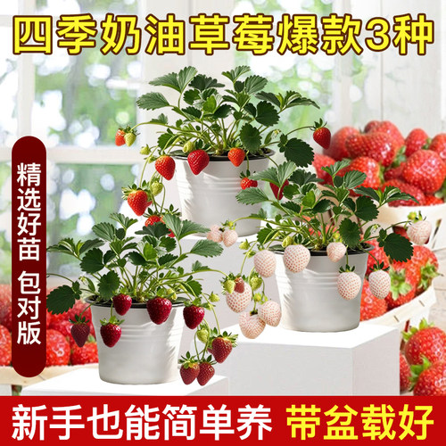 花点时间奶油草莓盆栽水养种植物家用可食用室内带果客厅办公绿植