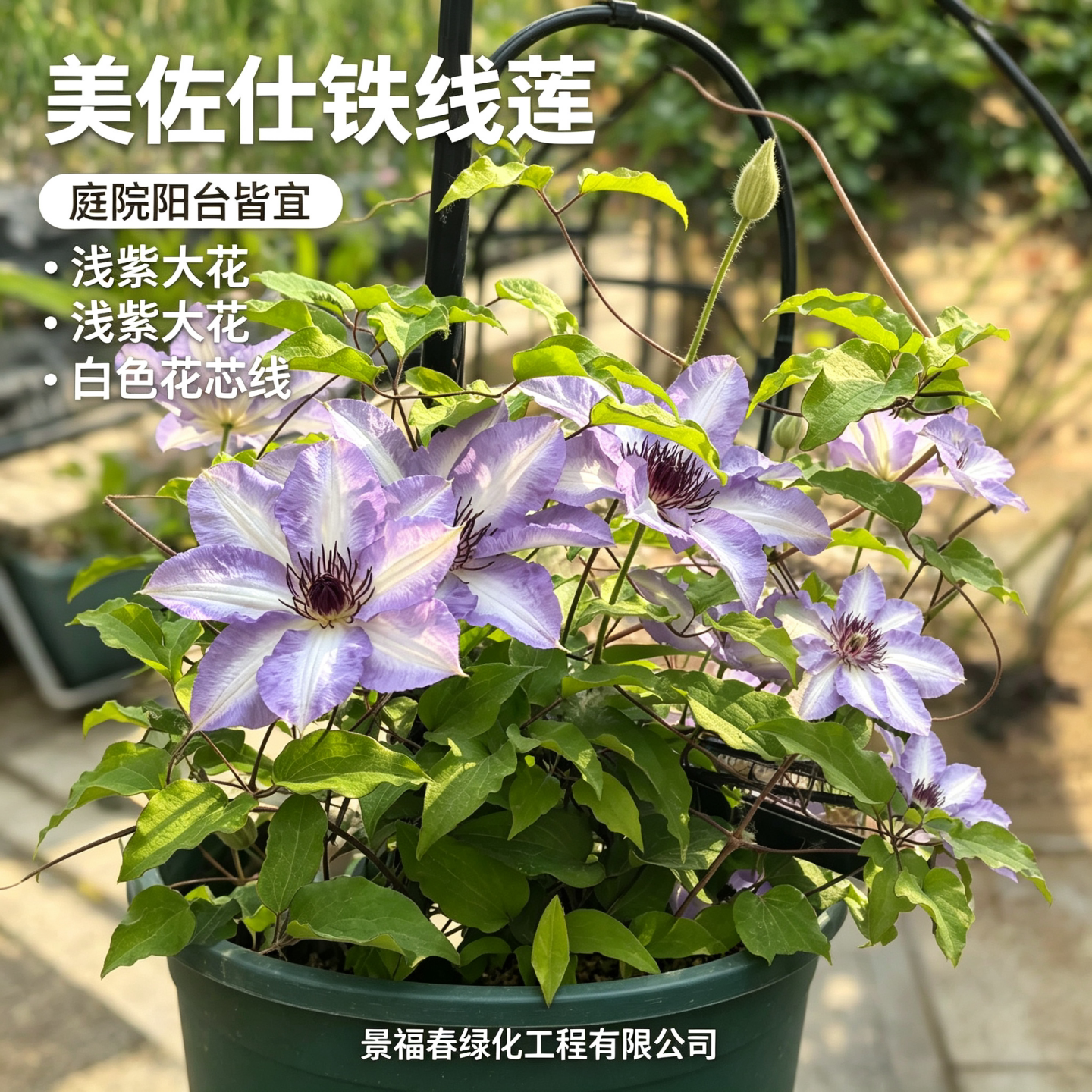 铁线莲美佐仕藤本爬藤花卉庭院阳台盆栽观花植物花苗花架围栏绿植