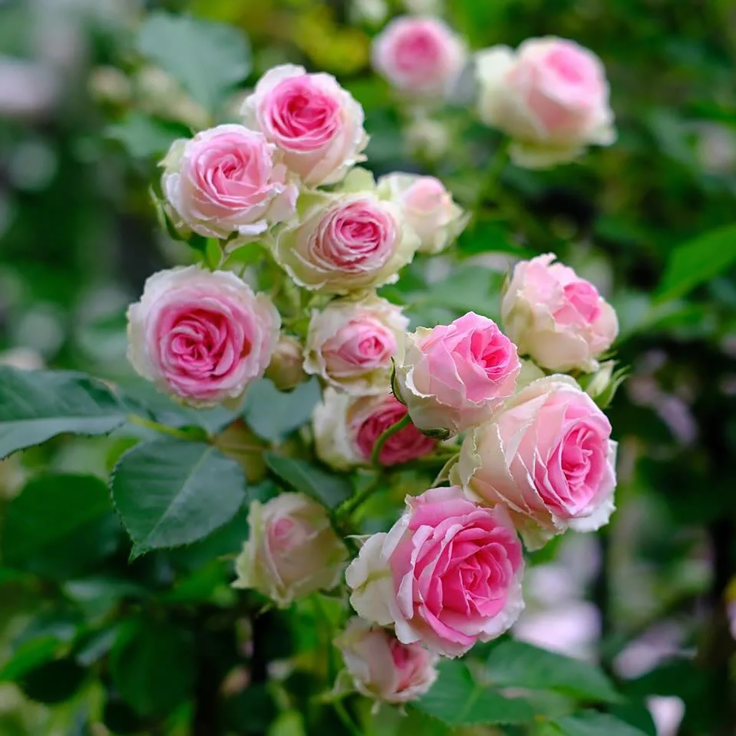 藤本月季花苗藤小伊甸园阳台庭院爬藤绿植花卉玫瑰植物四季藤小伊,鲜花速递/花卉仿真/绿植园艺,月季/蔷薇/玫瑰,淘宝优惠券,粉丝福利购,淘宝优惠卷