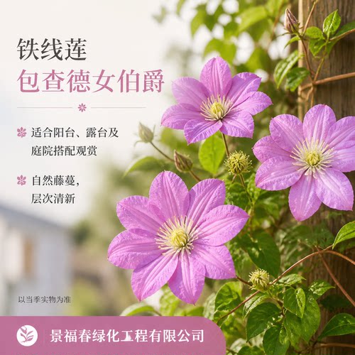 铁线莲女伯爵藤本勤花阳台庭院