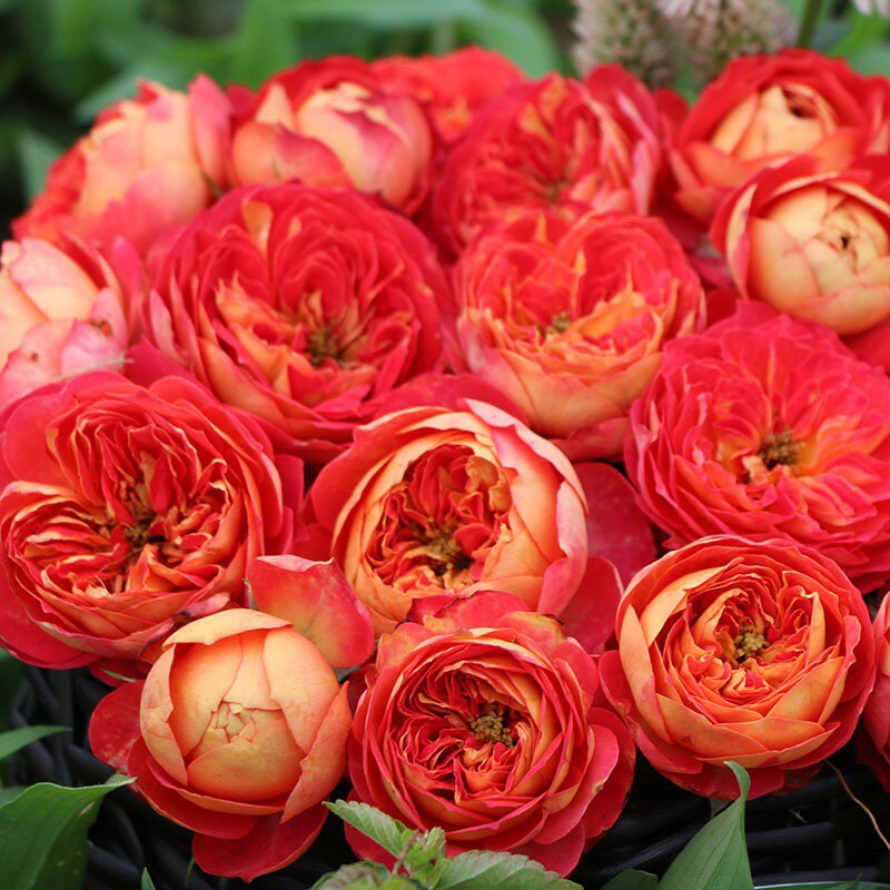 藤本月季爬藤浪漫宝贝浪漫苏蕾藤宝贝爬藤植物四季开花欧月玫瑰