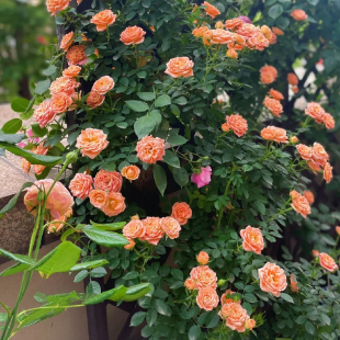 藤本月季甜梦爬藤爬墙攀援庭院植物盆栽多季开花勤花期带花苞发货