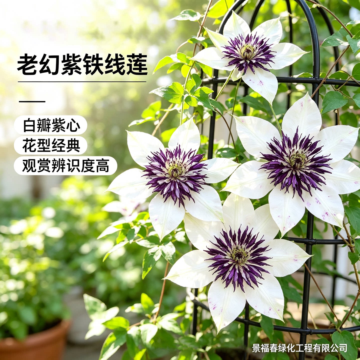 铁线莲老幻紫精品藤本爬藤花卉庭院阳台盆栽观花植物花苗绿植苗木