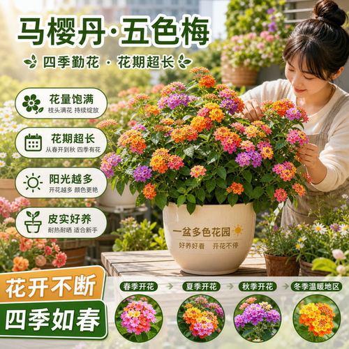 热销10万五色梅马缨丹庭院混色苗