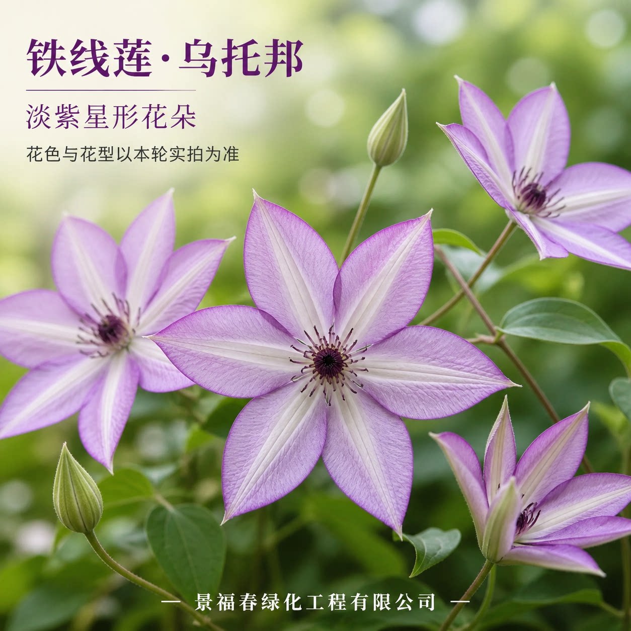 铁线莲乌托邦精品藤本爬藤花卉庭院阳台盆栽观花植物花苗绿植苗木