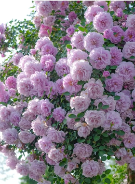 浓香藤本月季花苗蓝色阴雨阳台庭院爬藤玫瑰花多季开多花蔷薇花苗