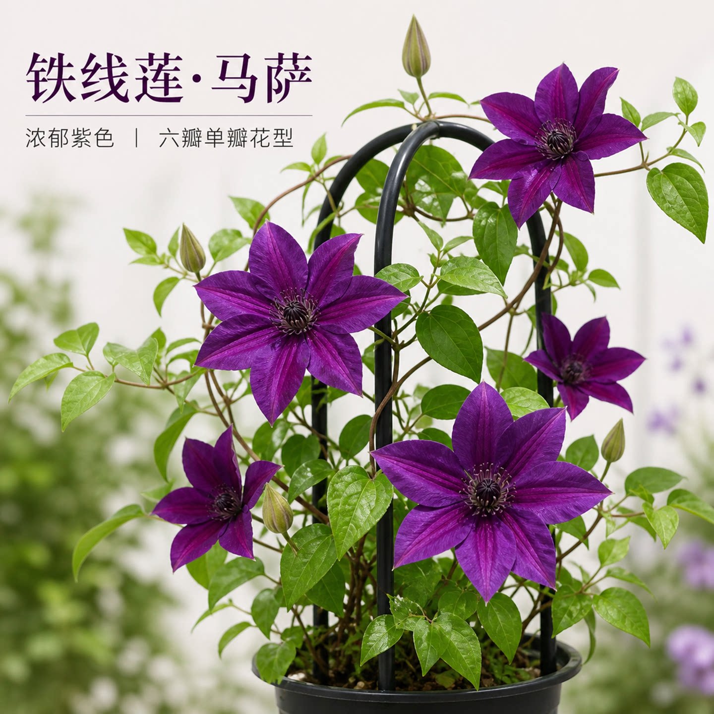 景福春铁线莲马萨藤本爬藤花庭院阳台拱门多季花皮实耐热易活花苗