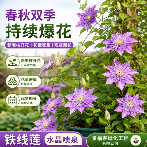 水晶喷泉花色清雅庭院阳台易养护