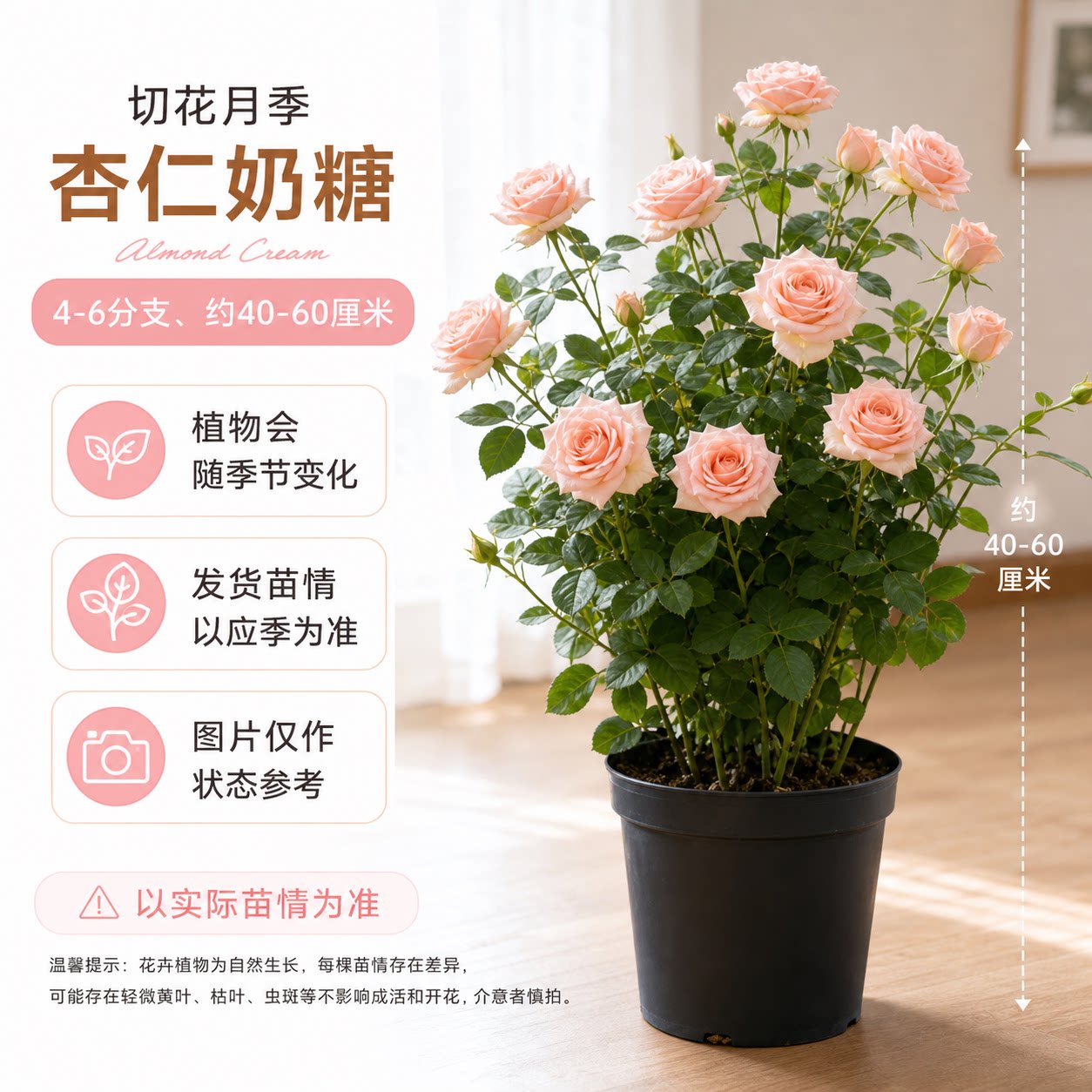 杏仁奶糖月季 灌木切花玫瑰大苗 奶杏粉高杯少刺阳台庭院月季花苗图片