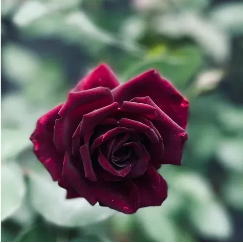 路易十四月季玫瑰苗多季花老桩大花黑玫瑰花苗花卉阳台盆栽季花苗