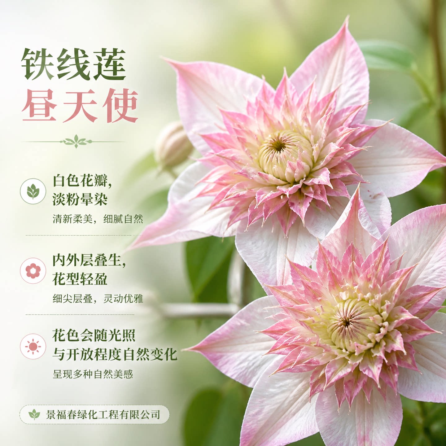 昼天使铁线莲盆栽早花2类重瓣苗 阳台庭院爬藤花卉南北可种好养活