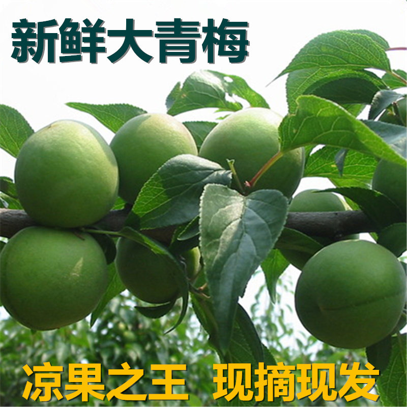 新鲜青梅鲜果苏州西山当天现摘生梅泡酒生酸梅酵素5斤 江浙沪包邮
