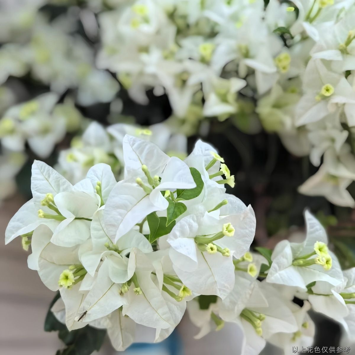 带花盆四季白雪公主客厅爬藤植物