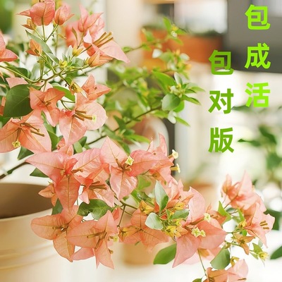 【卡亚塔】三角梅盆栽绿植爬藤庭院好养花卉四季开花老桩苗