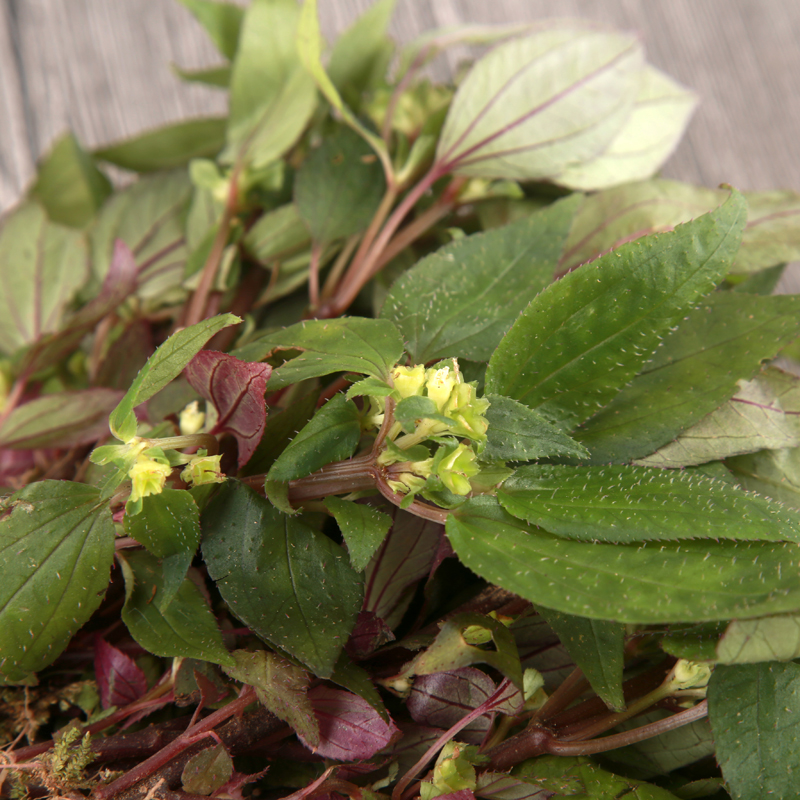 风柜斗草新鲜500g 楮头红鲜品 风谷草风鼓草 特级包邮