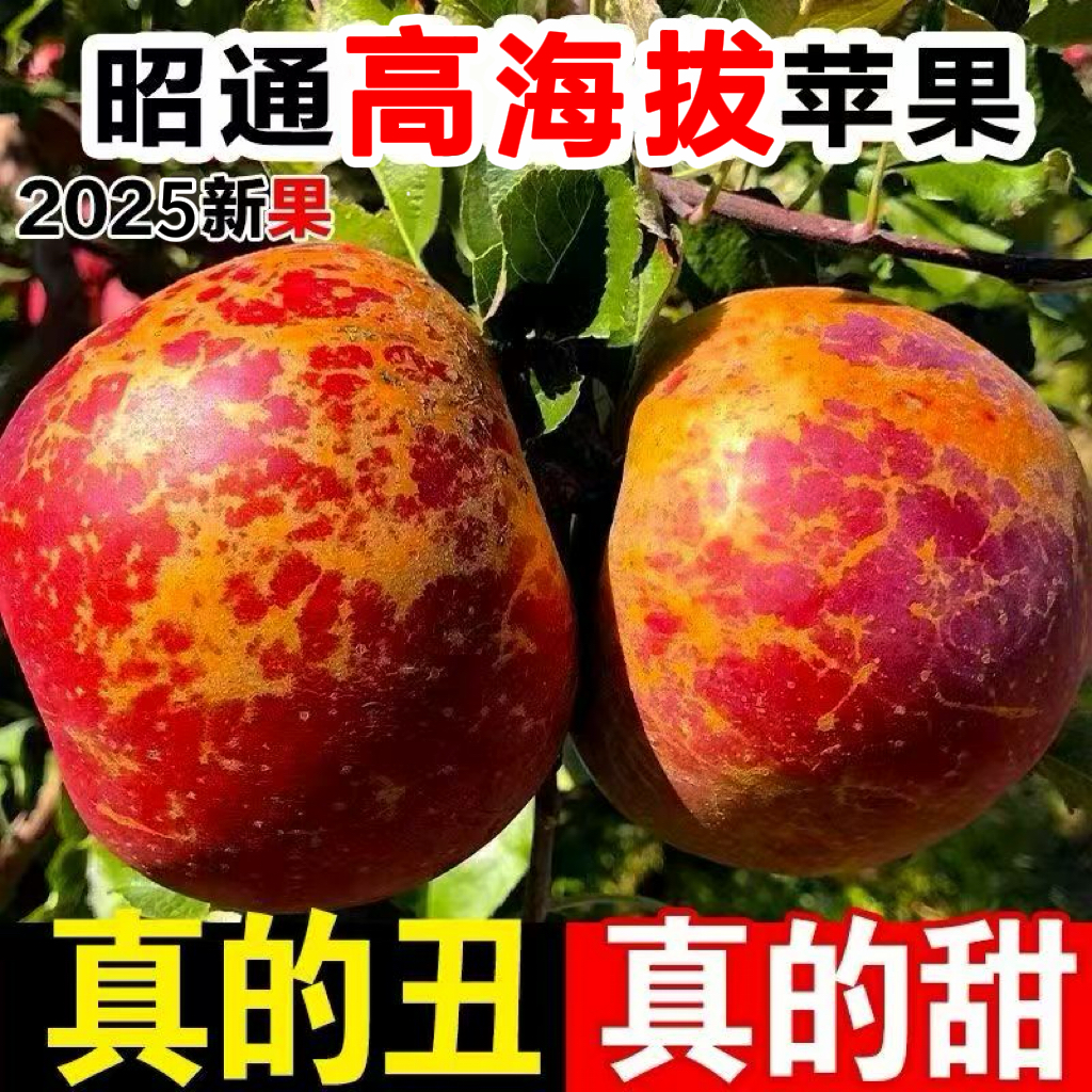 高海拔当季新鲜脆甜丑苹果