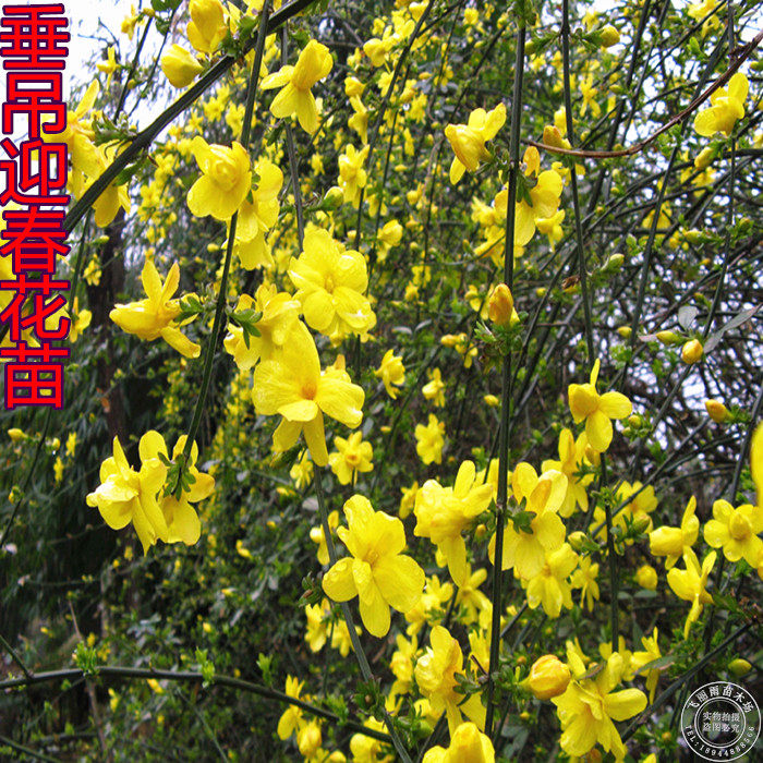 垂吊盆景树桩爬藤植物攀援花卉
