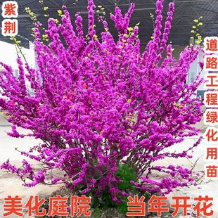 紫荆花树苗室外庭院四季开花丛生盆栽绿化工程花苗南北方种植耐寒