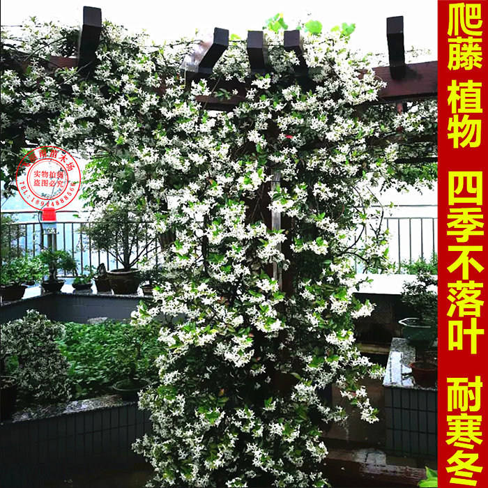 茉莉爬藤植物四季常青攀援花卉